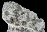 Ammonite (Promicroceras) Cluster - Marston Magna, England #176368-1